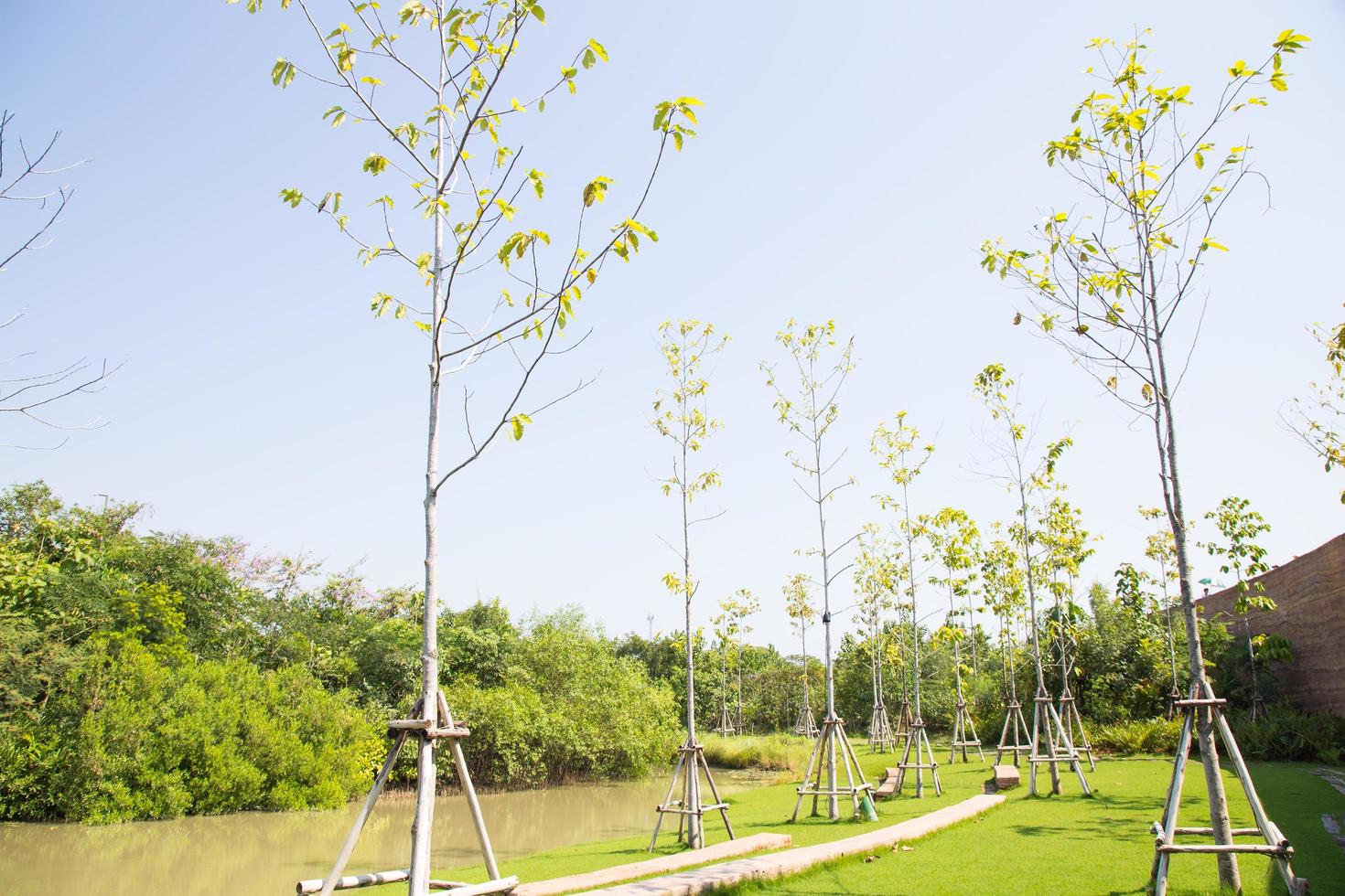 jeunes arbres dans le parc photo
