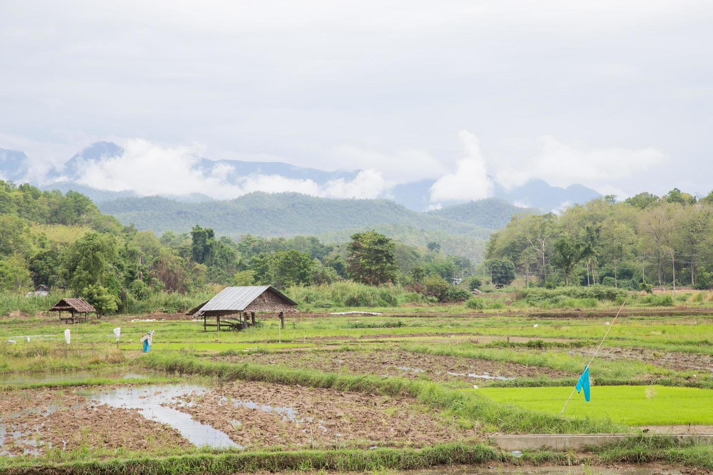 riz de culture arable photo