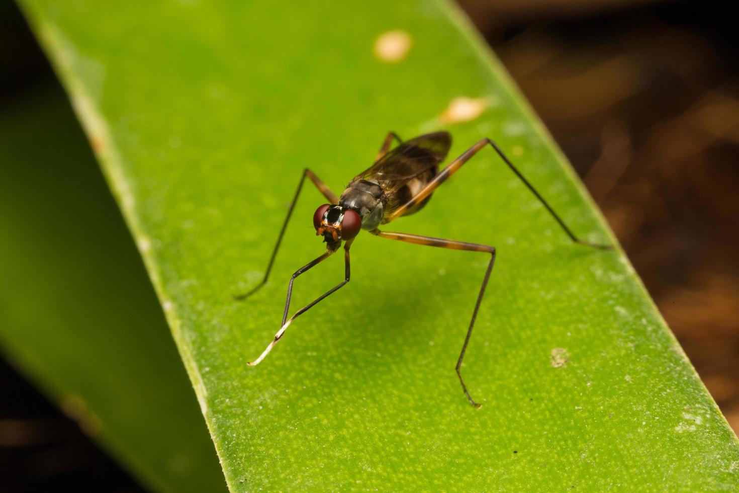 gros plan insecte petit photo