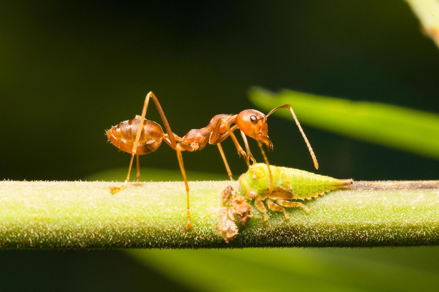 fourmi rouge sur une branche photo