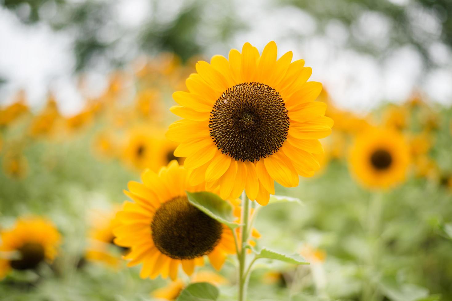 Gros plan d'un tournesol en fleurs dans un champ avec fond nature floue photo