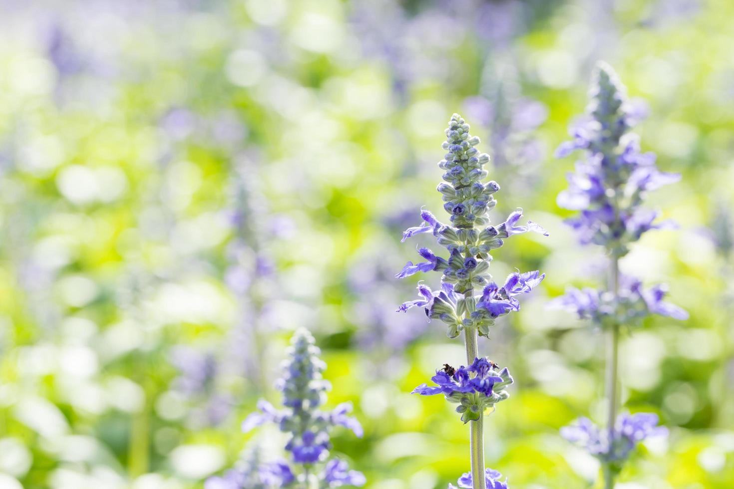 fleurs de lavande sur le terrain photo