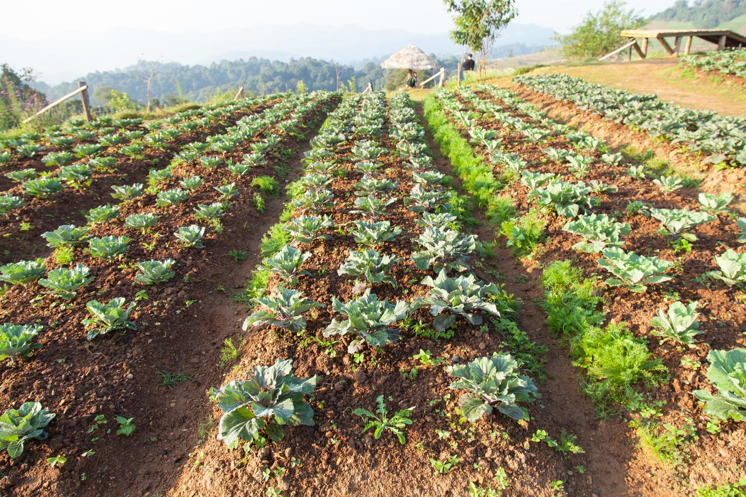 légumes sur le champ de légumes photo