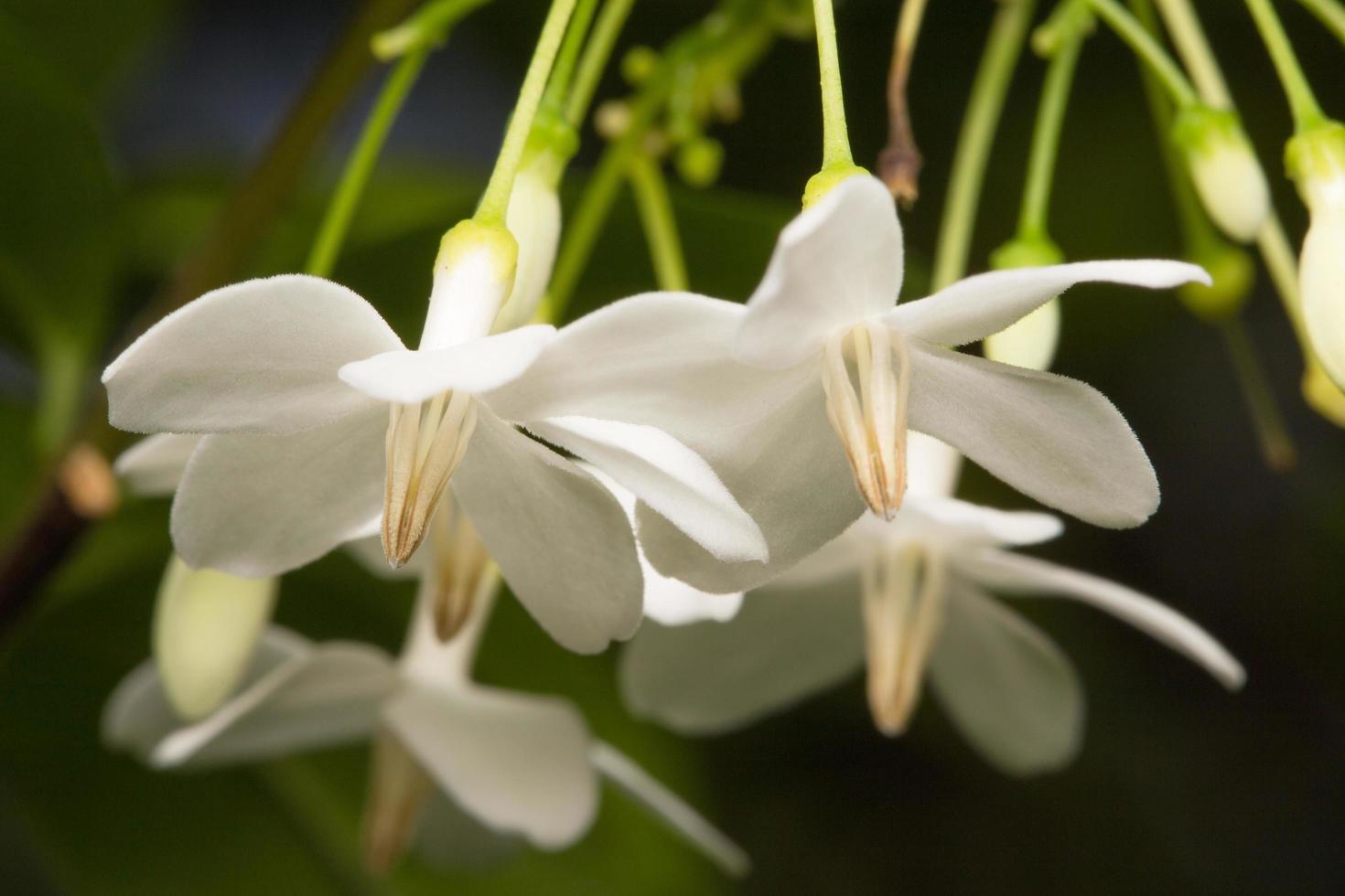 gros plan fleur blanche photo