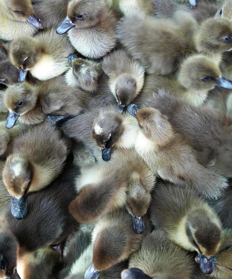 vue de dessus des canards de bébé photo