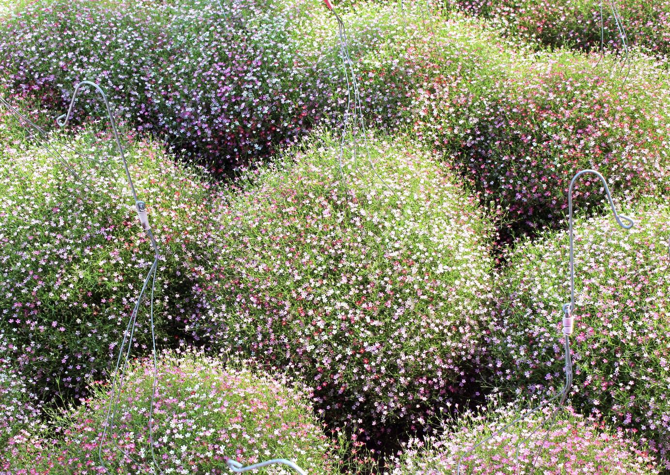 haies de fleurs de gypsophile photo