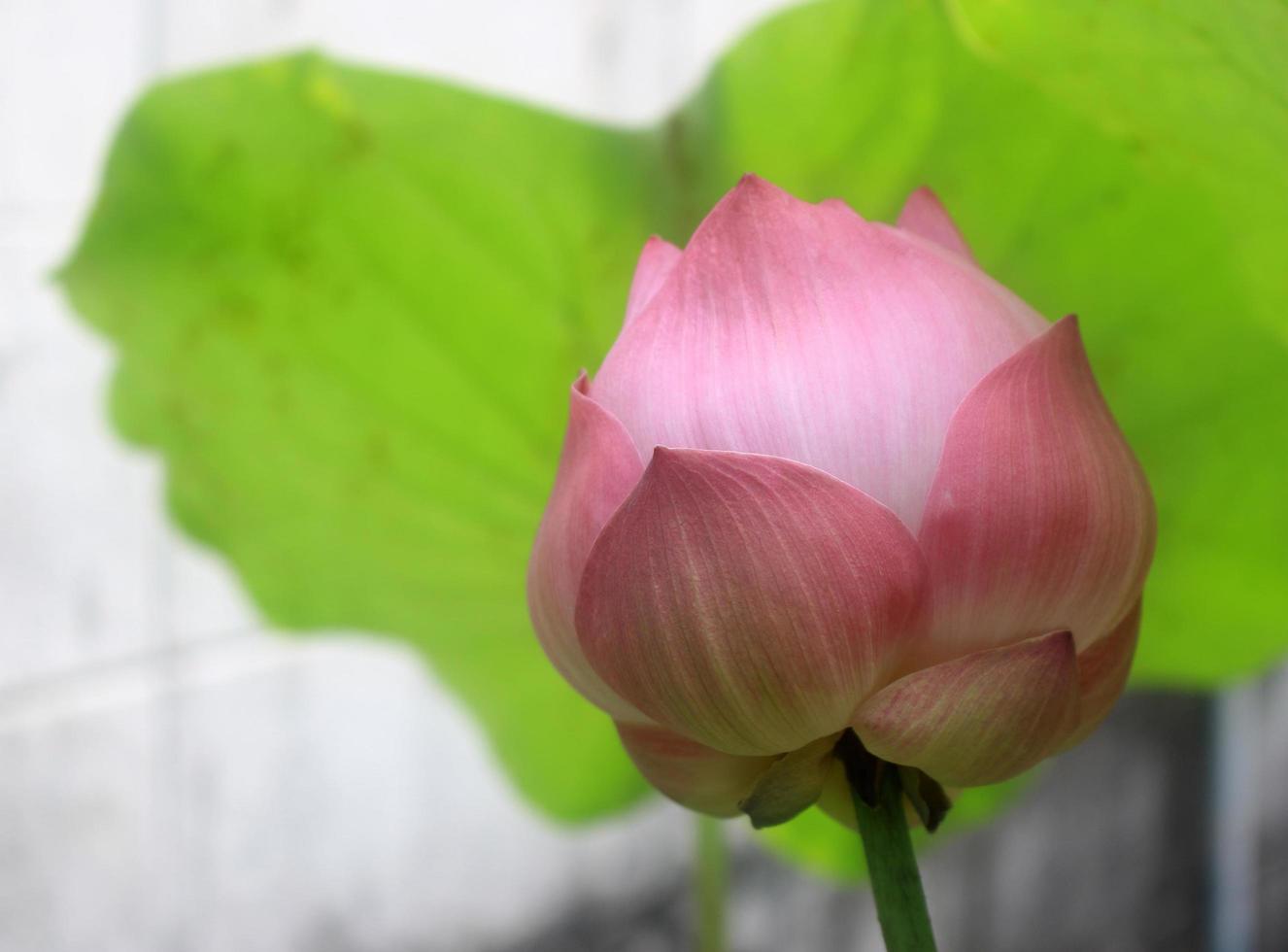 bouton de fleur de lotus rose photo