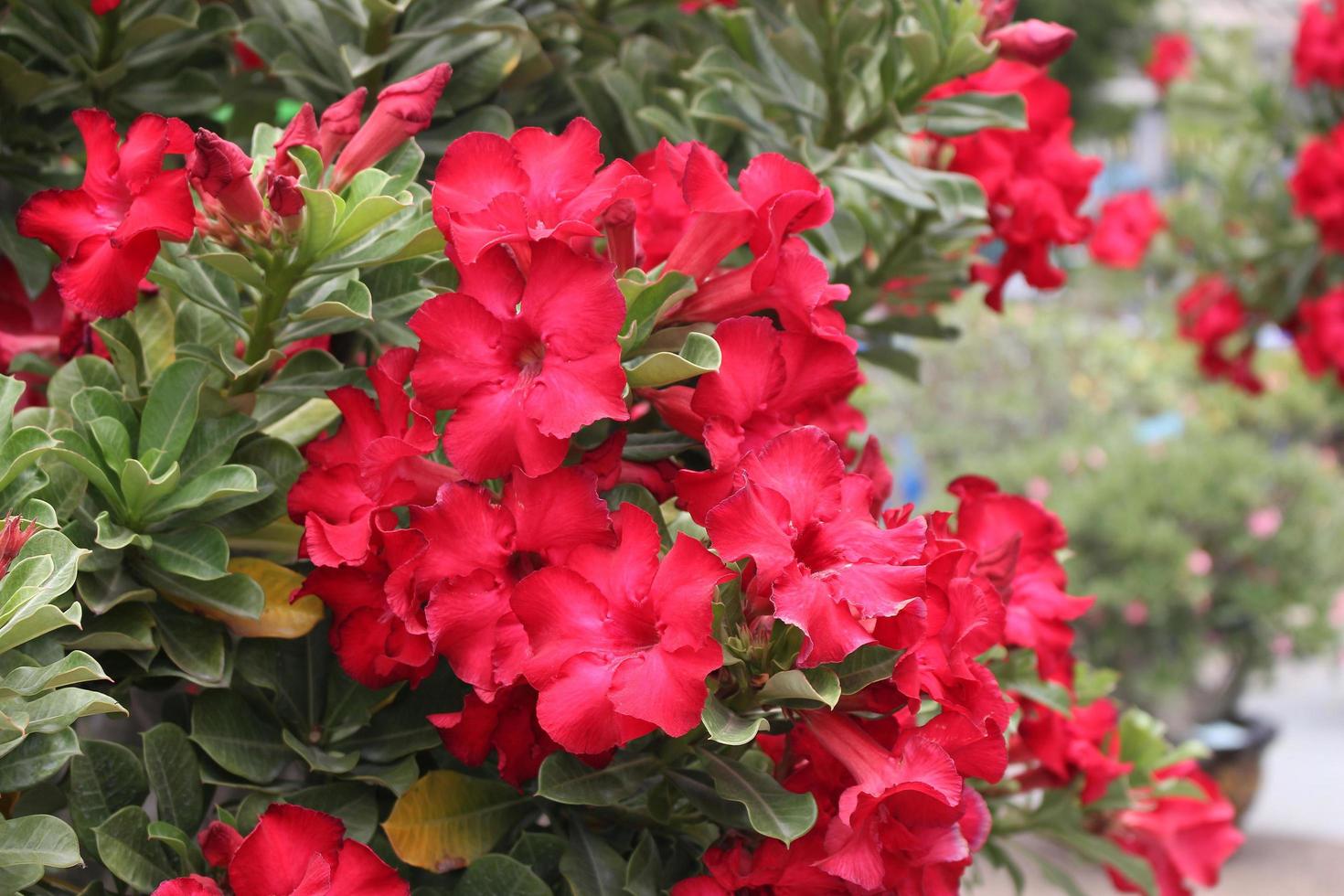 fleurs d'azalée rouge photo