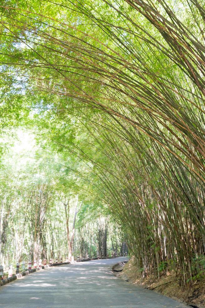 bambous sur la route photo