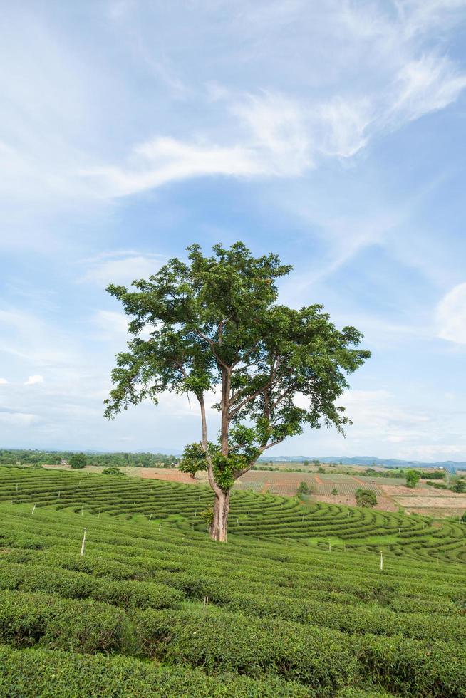 arbre dans une ferme de thé photo