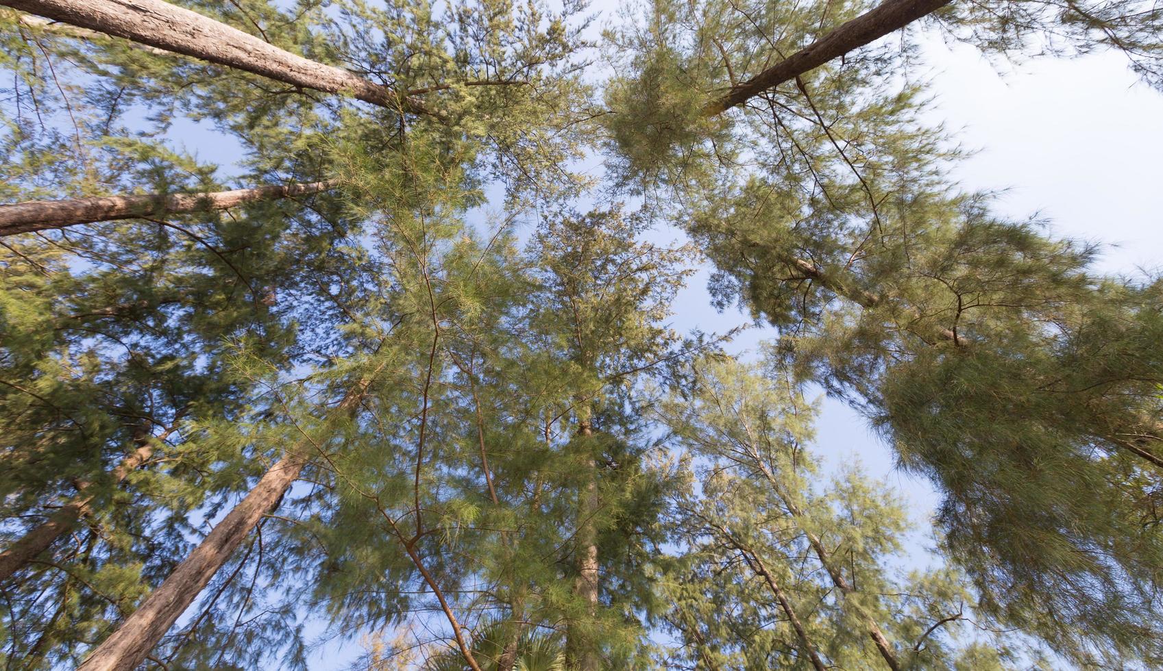 grands arbres dans la forêt photo