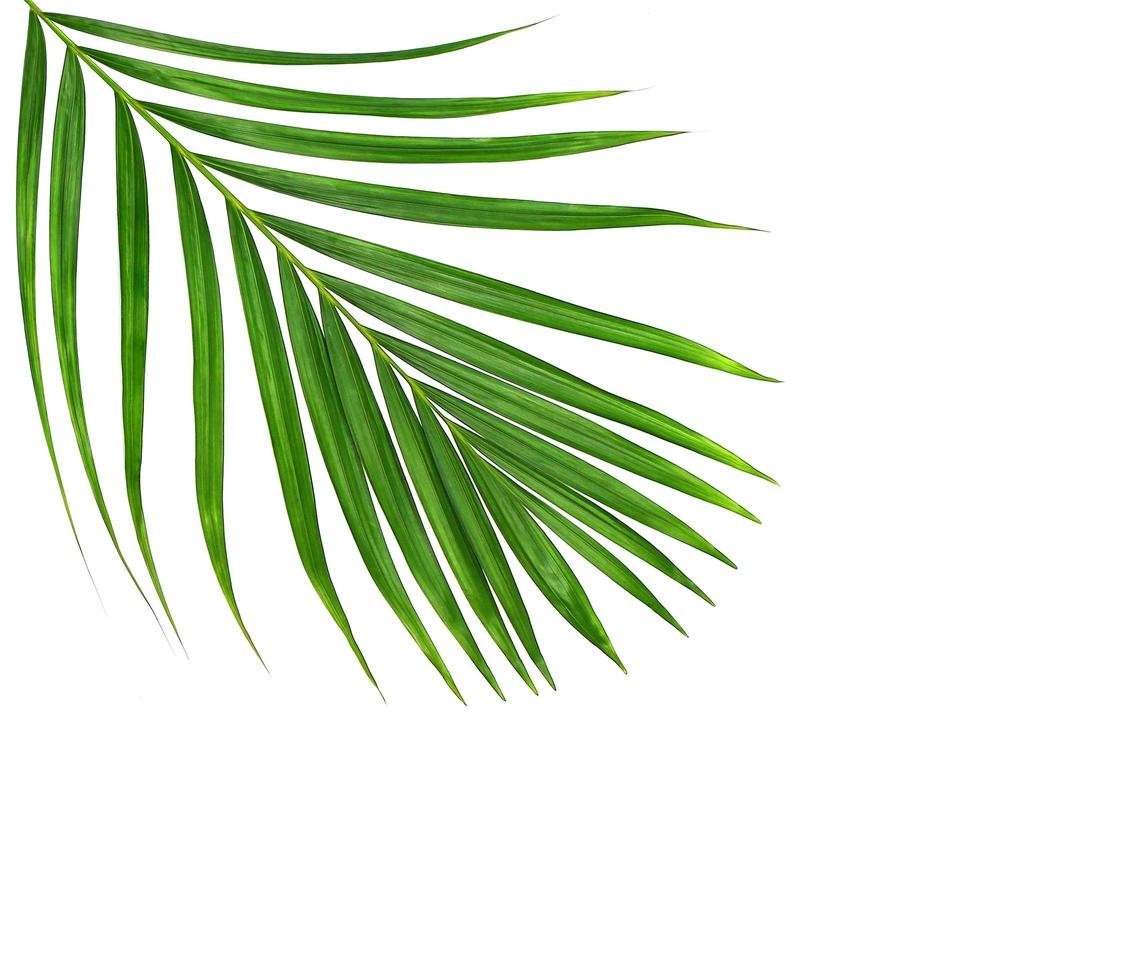 feuillage de palmier sur blanc photo