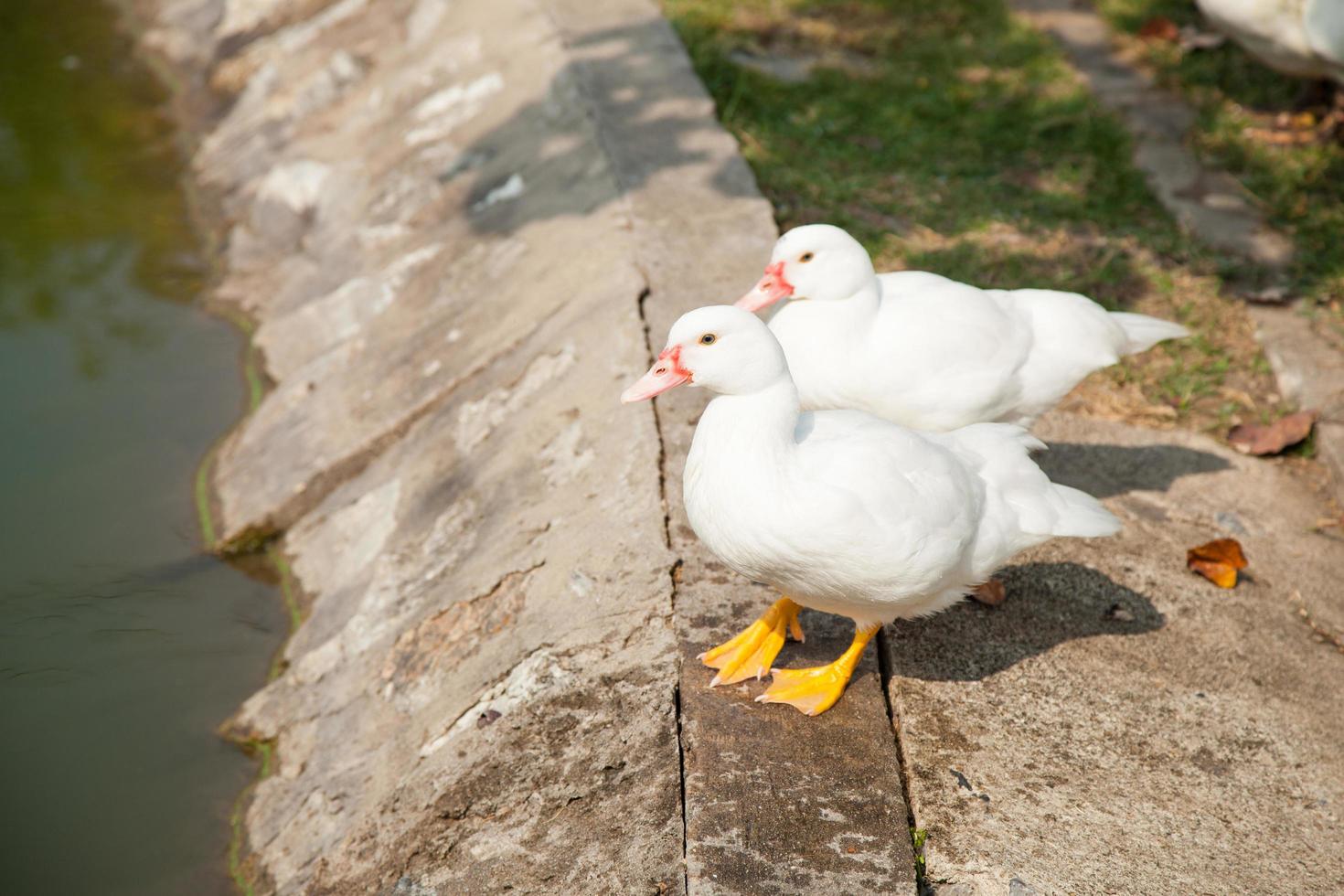 canards blancs au bord de la piscine photo