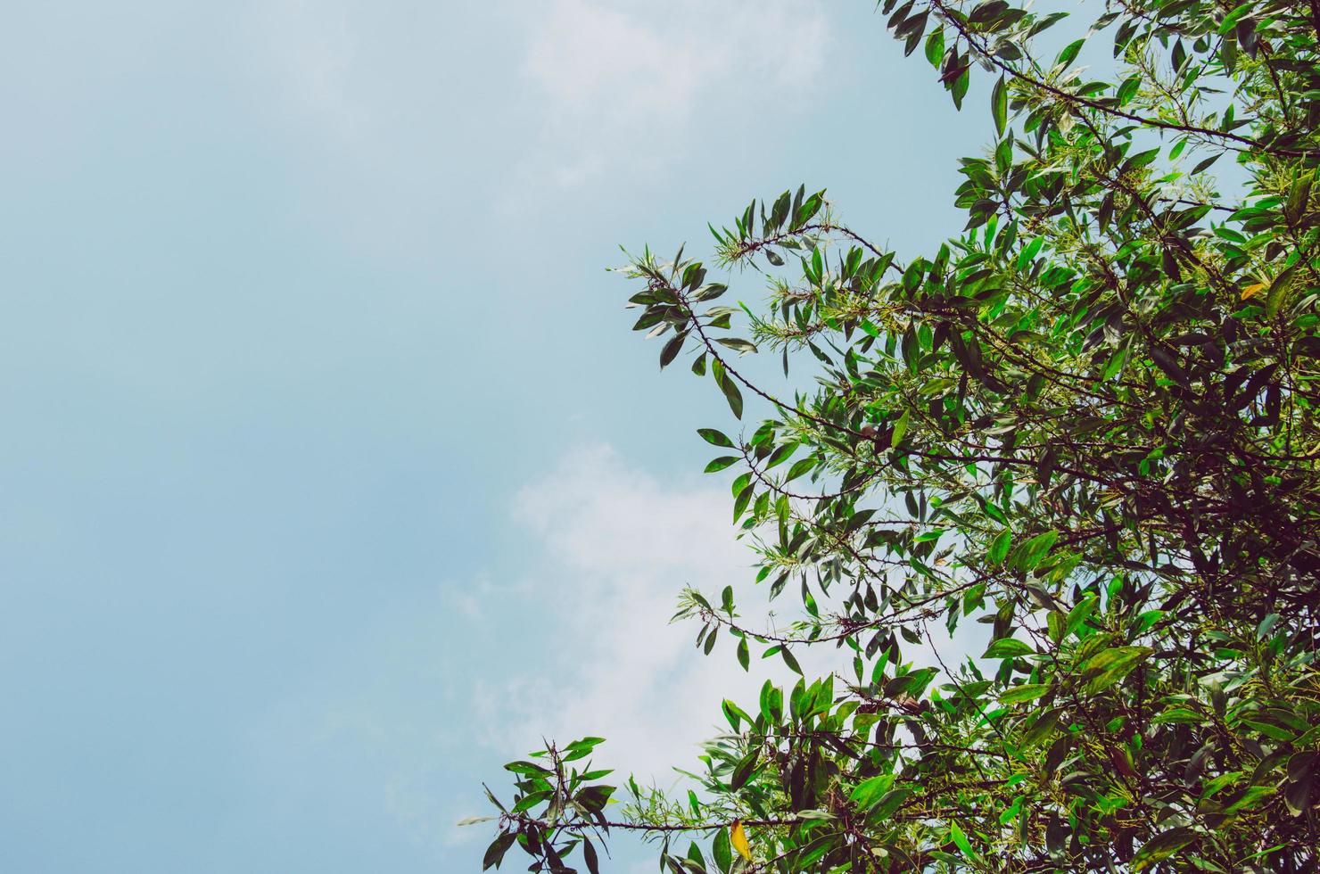 feuilles d'un arbre photo