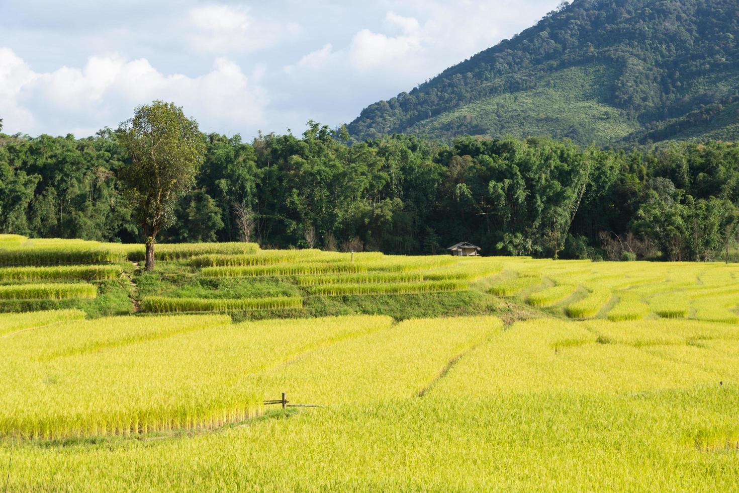 ferme de riz sur la montagne en thaïlande photo