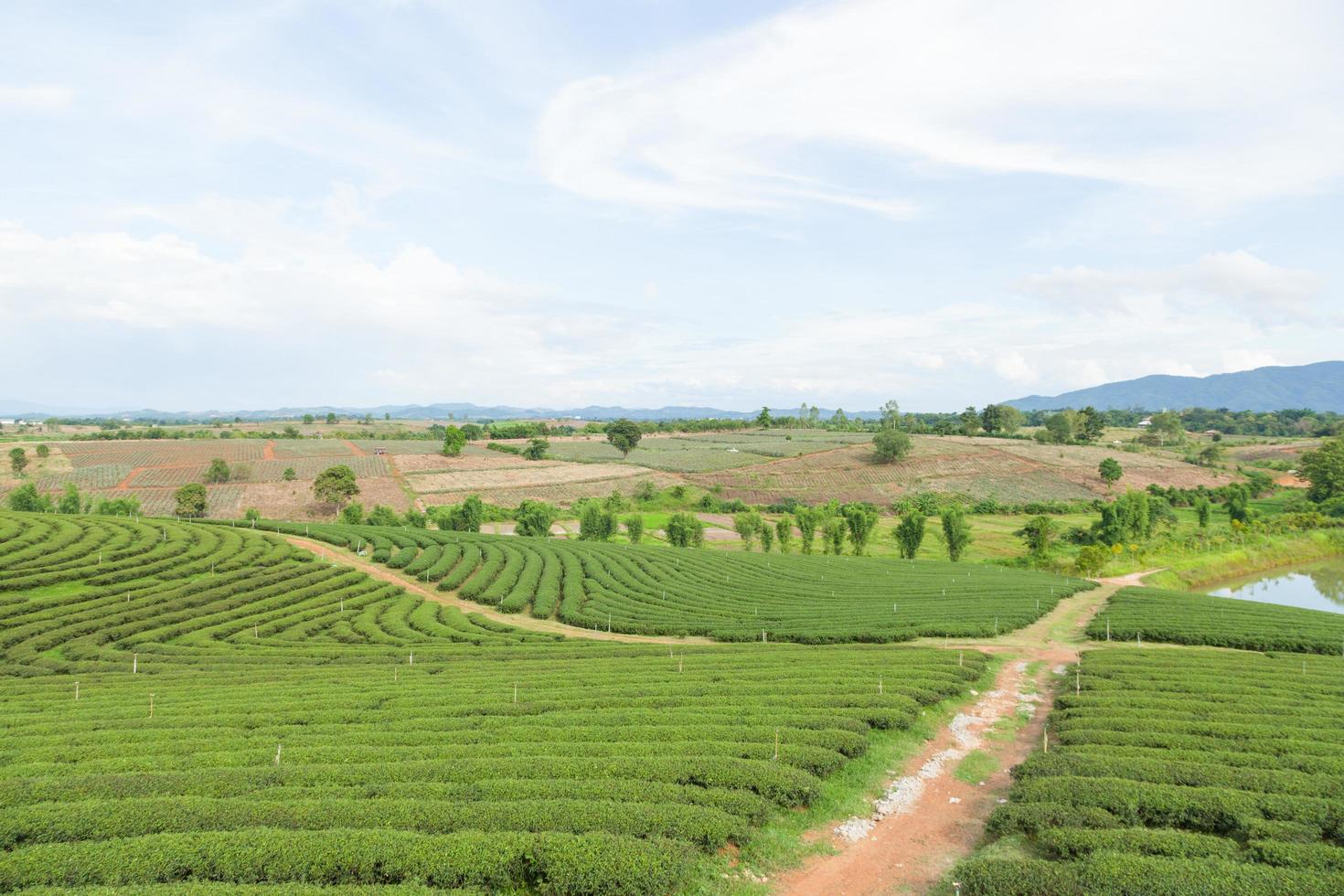 ferme de thé en thaïlande photo