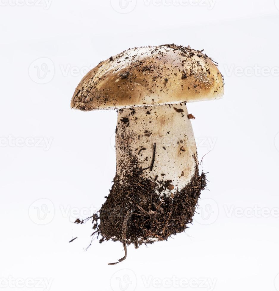 jeune champignon frais avec racine et mycélium boletus edulis photo