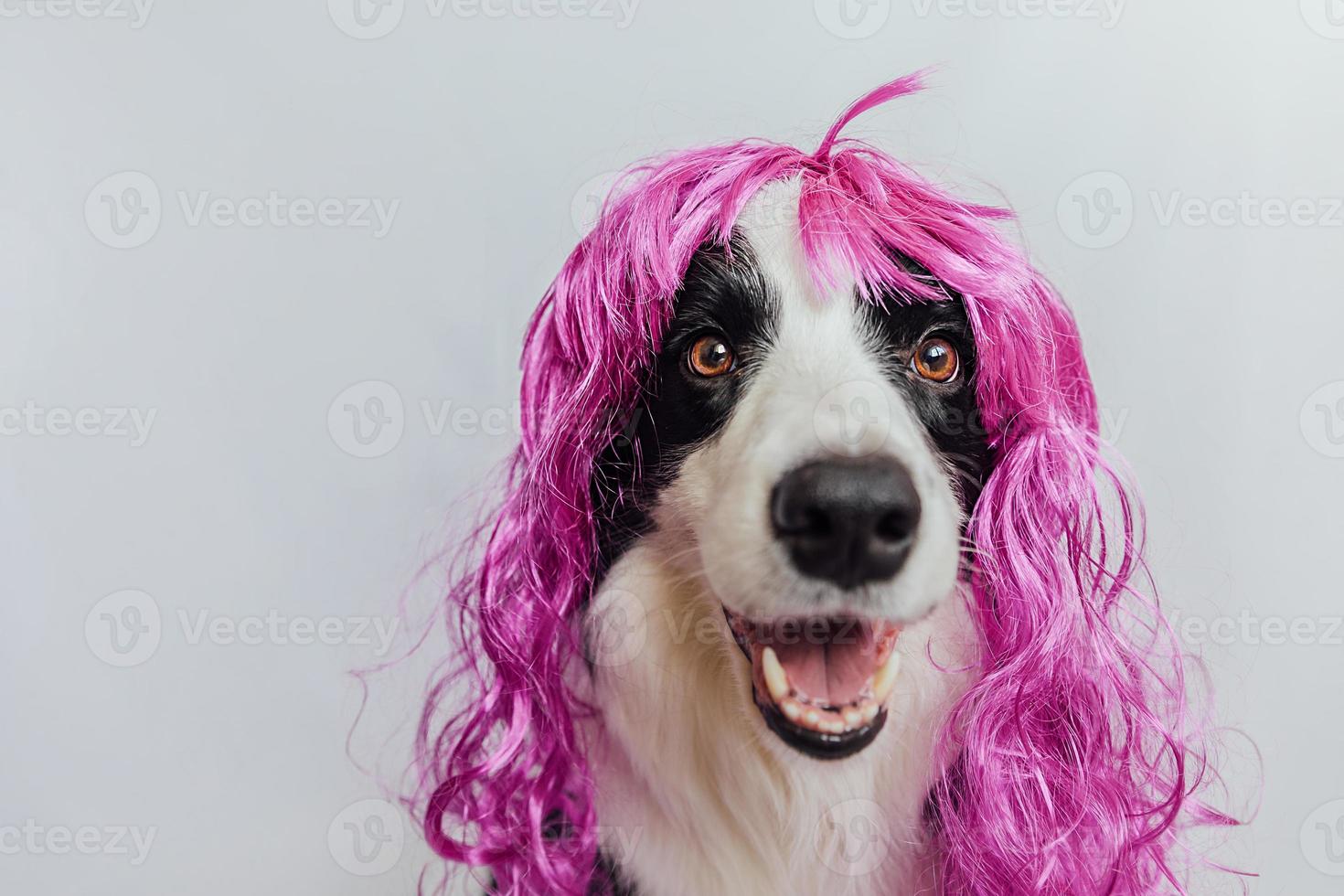 chien de compagnie border collie portant une perruque lilas bouclée colorée isolée sur fond blanc. chiot drôle en perruque rose au carnaval ou à la fête d'halloween. museau émotionnel pour animaux de compagnie. concept de coiffeur de coiffeur de toilettage. photo