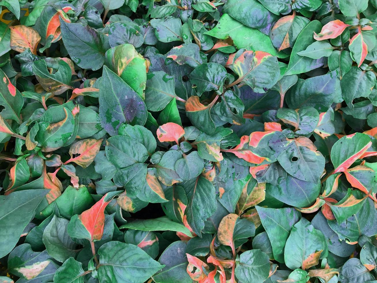 feuilles rouges et vertes photo