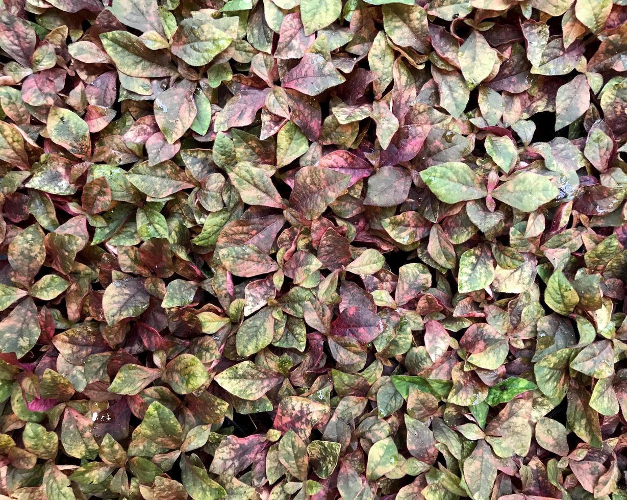 feuilles vertes et violettes photo