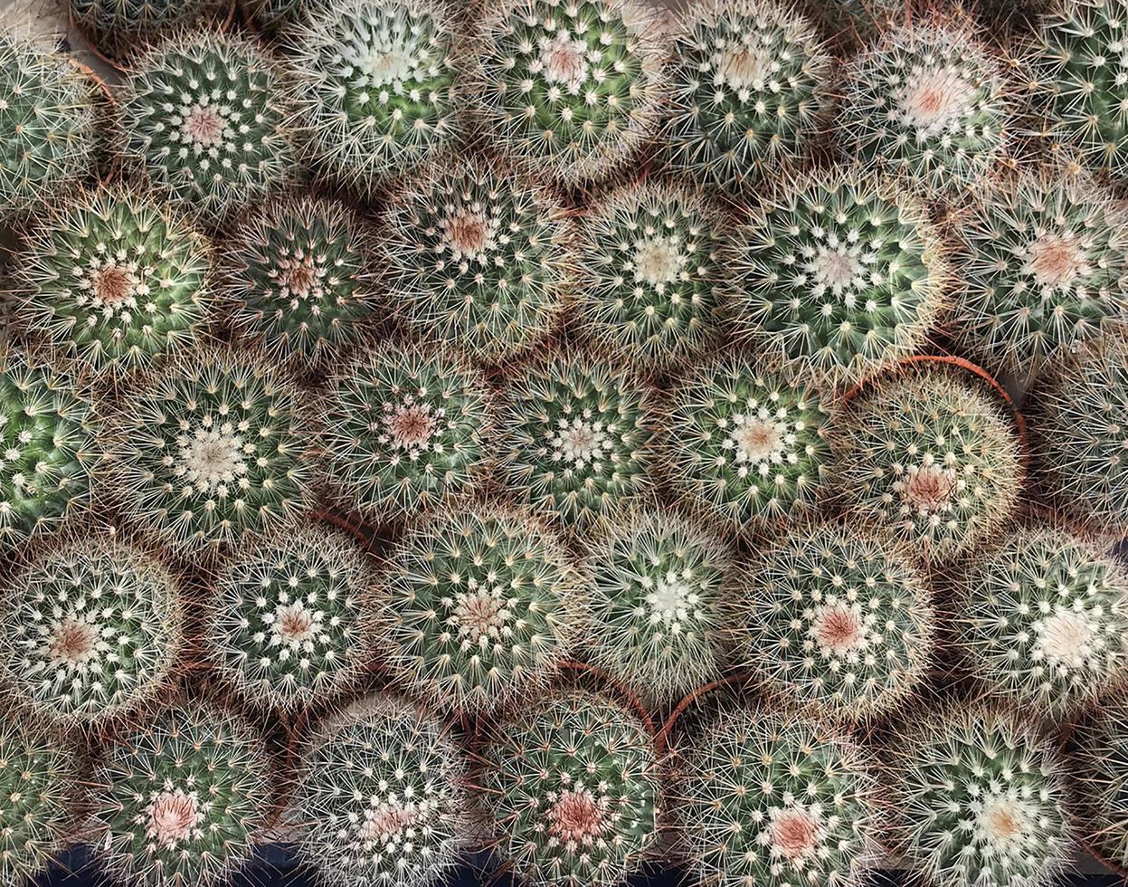 groupe de cactus photo