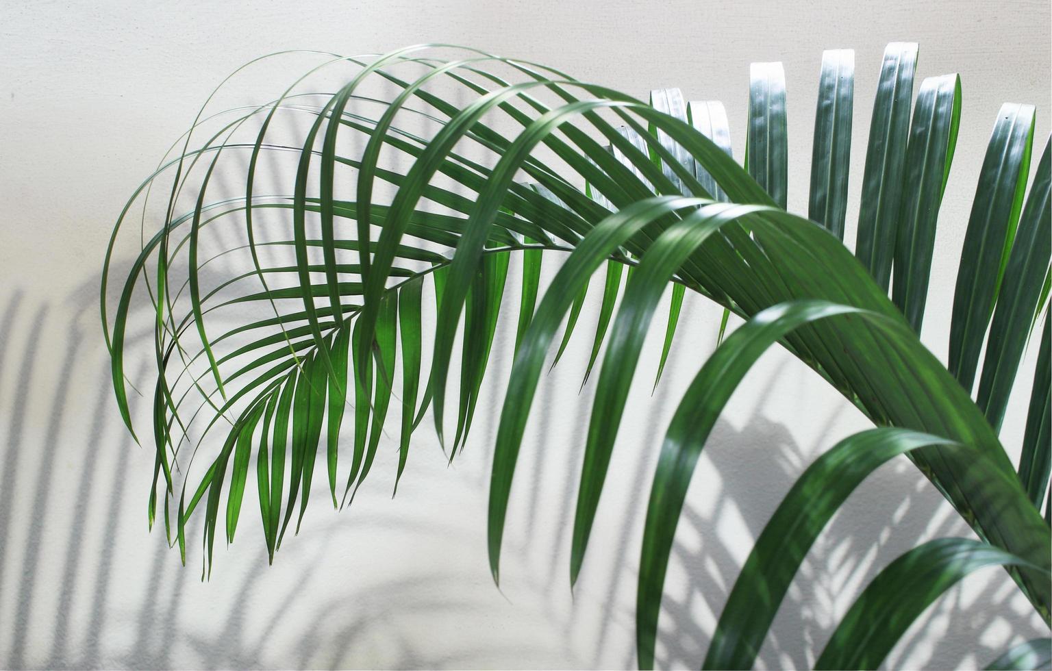 Feuille de palmier vert avec ombre sur béton photo