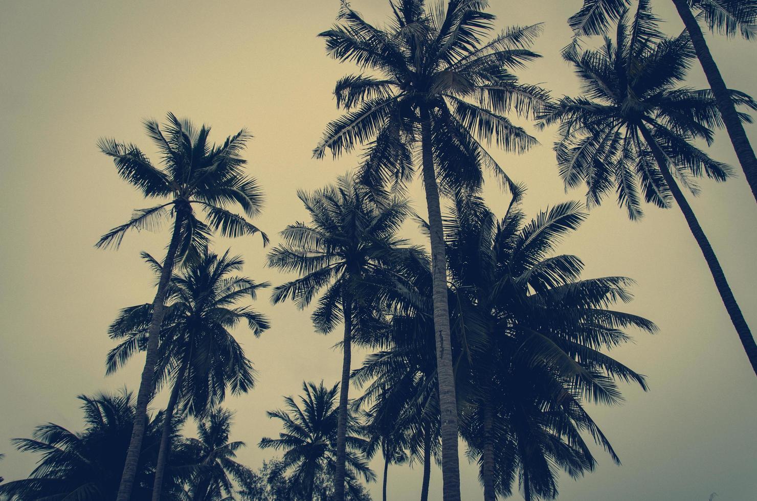 palmiers sous un ciel gris photo