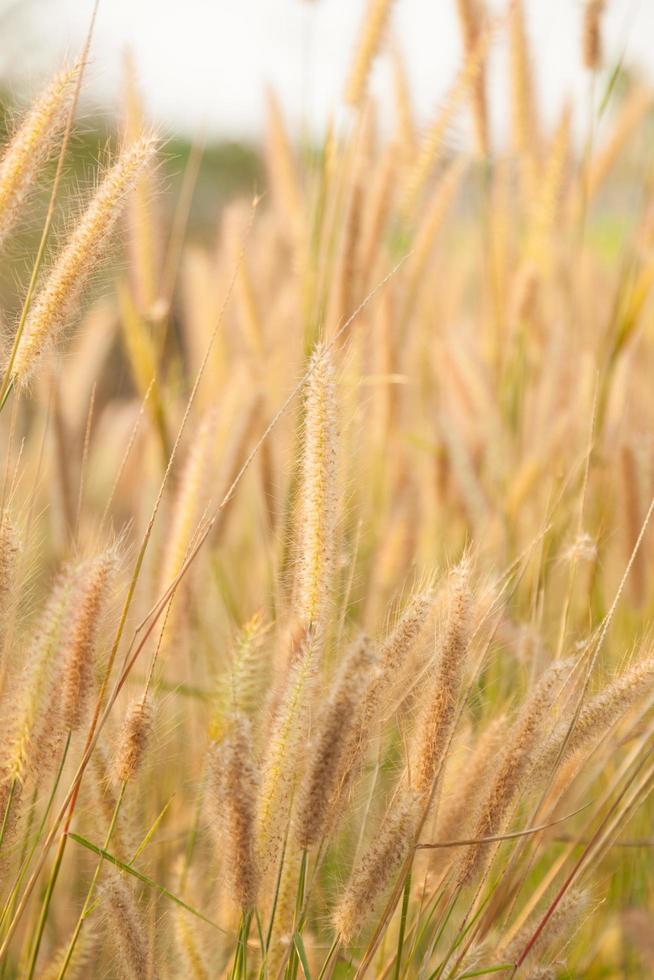 fleurs d'herbe photo