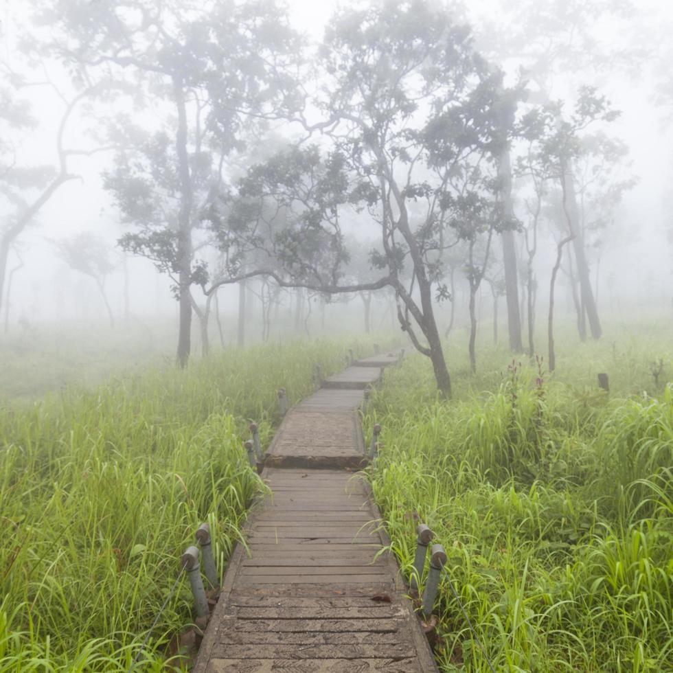 passerelle en bois dans la forêt photo