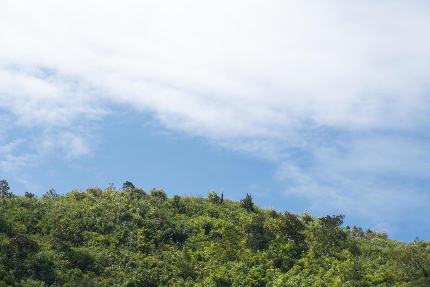 forêt sur les montagnes photo