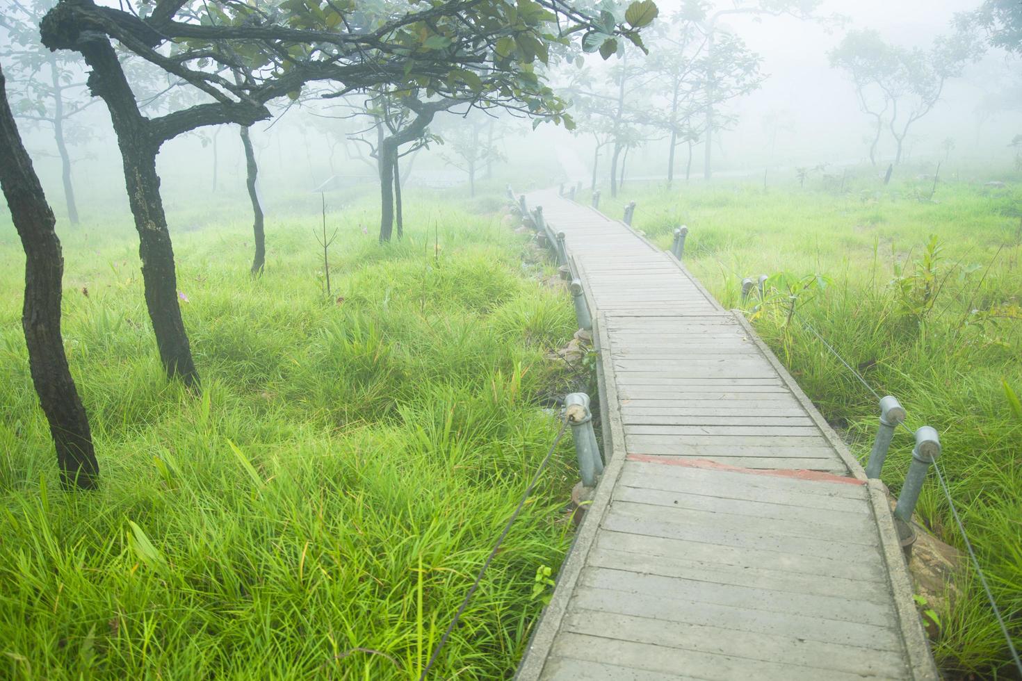 passerelle en bois dans la forêt photo