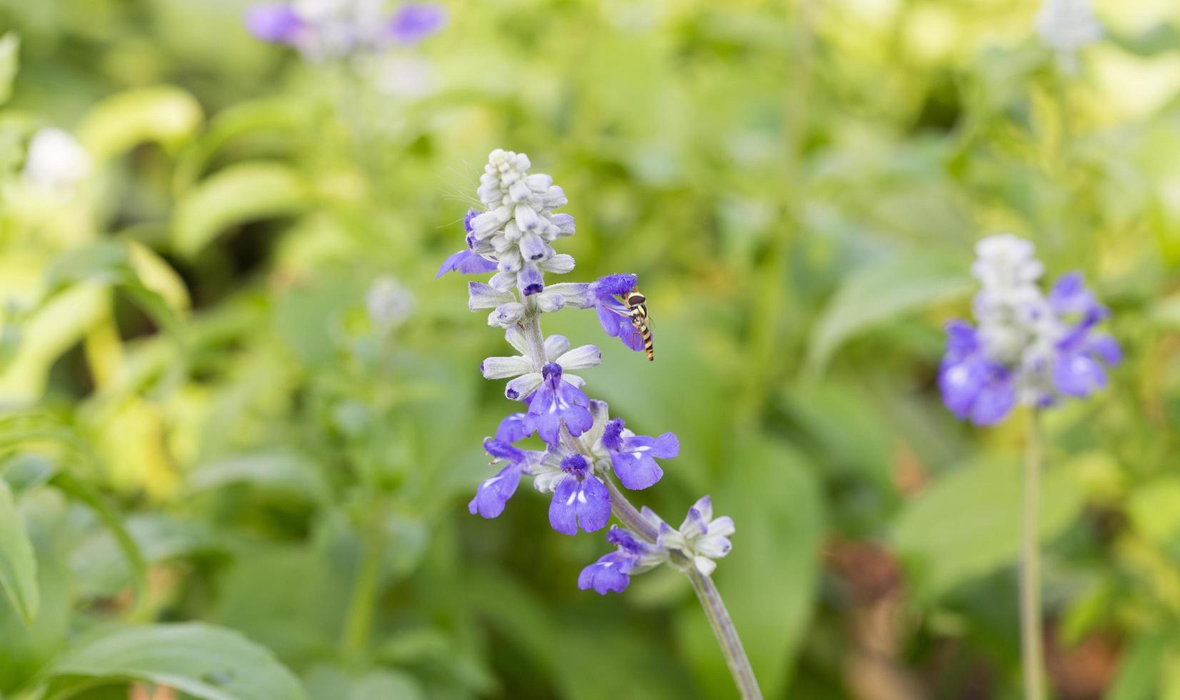 fleurs de lavande sur le terrain photo