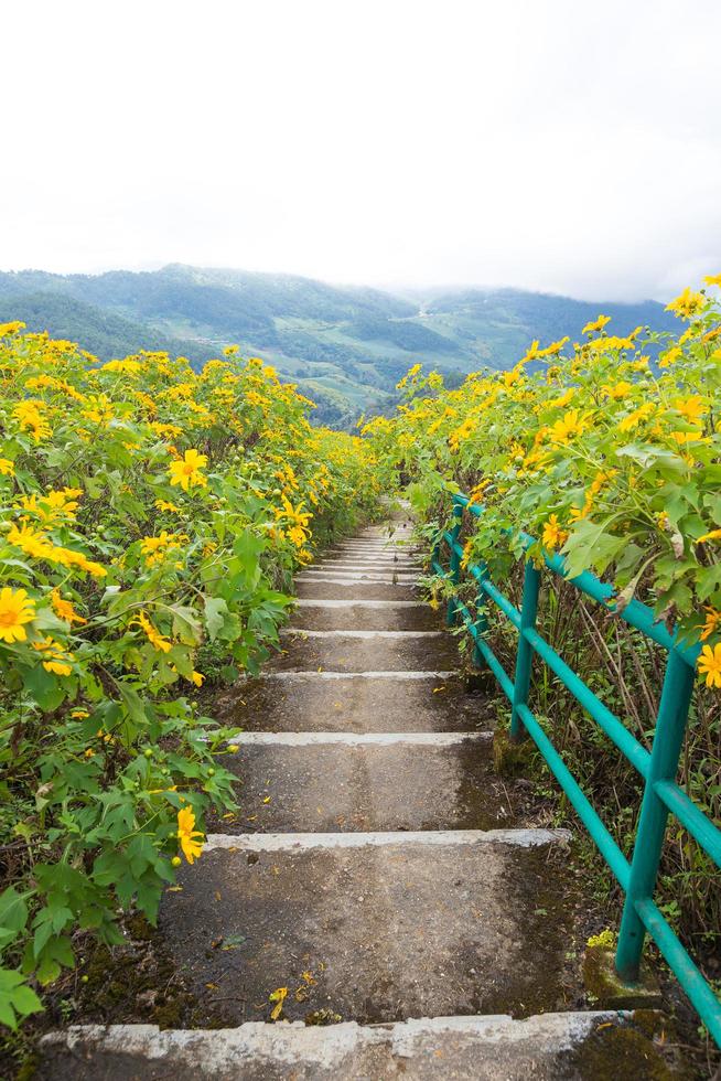 escaliers sur le champ de fleurs jaunes photo