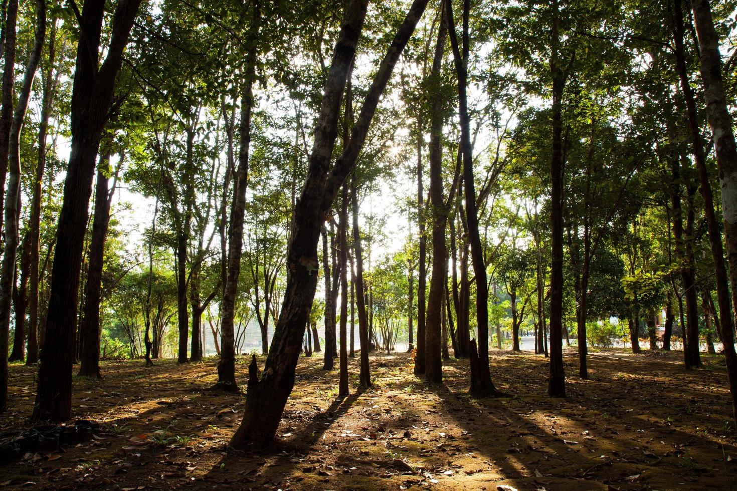 arbres sur une colline photo