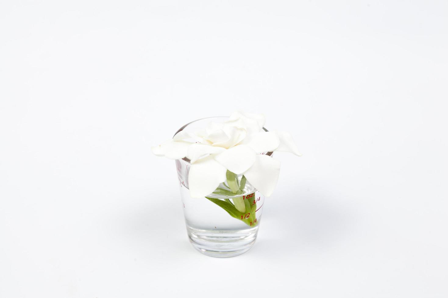 fleur dans un verre sur fond blanc photo