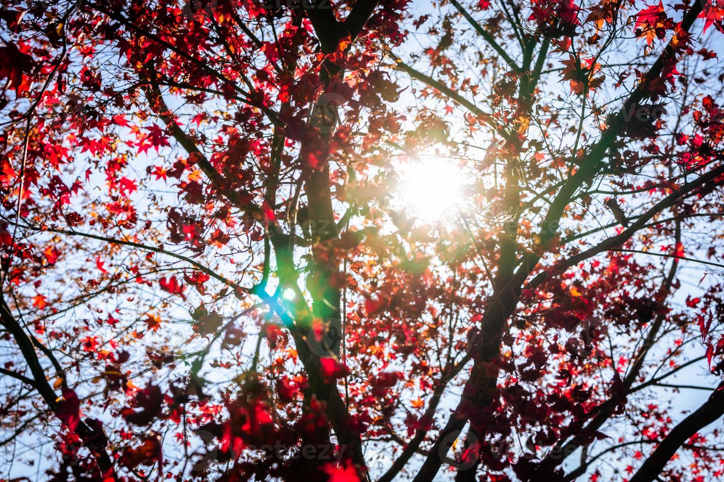 automne séoul hwadam forêt 2022 photo