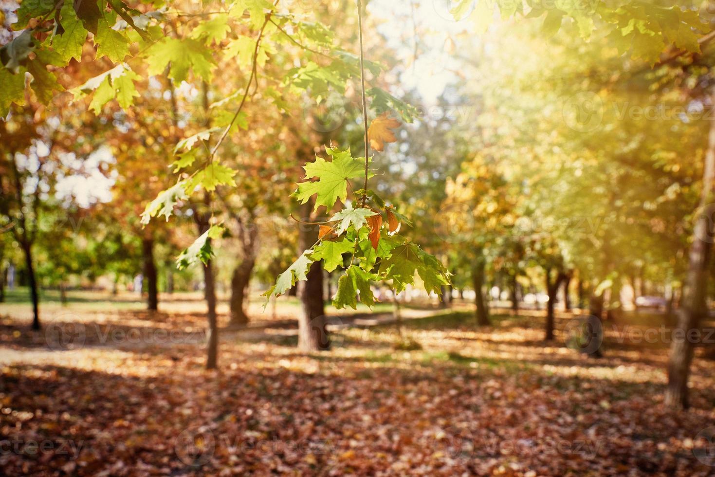 branches d'érable avec feuilles jaunes et vertes photo