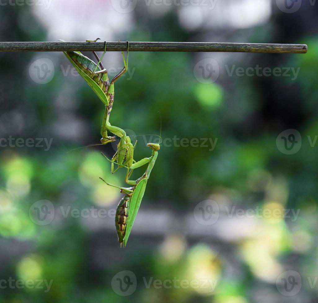 deux grosses mantes religieuses vertes photo