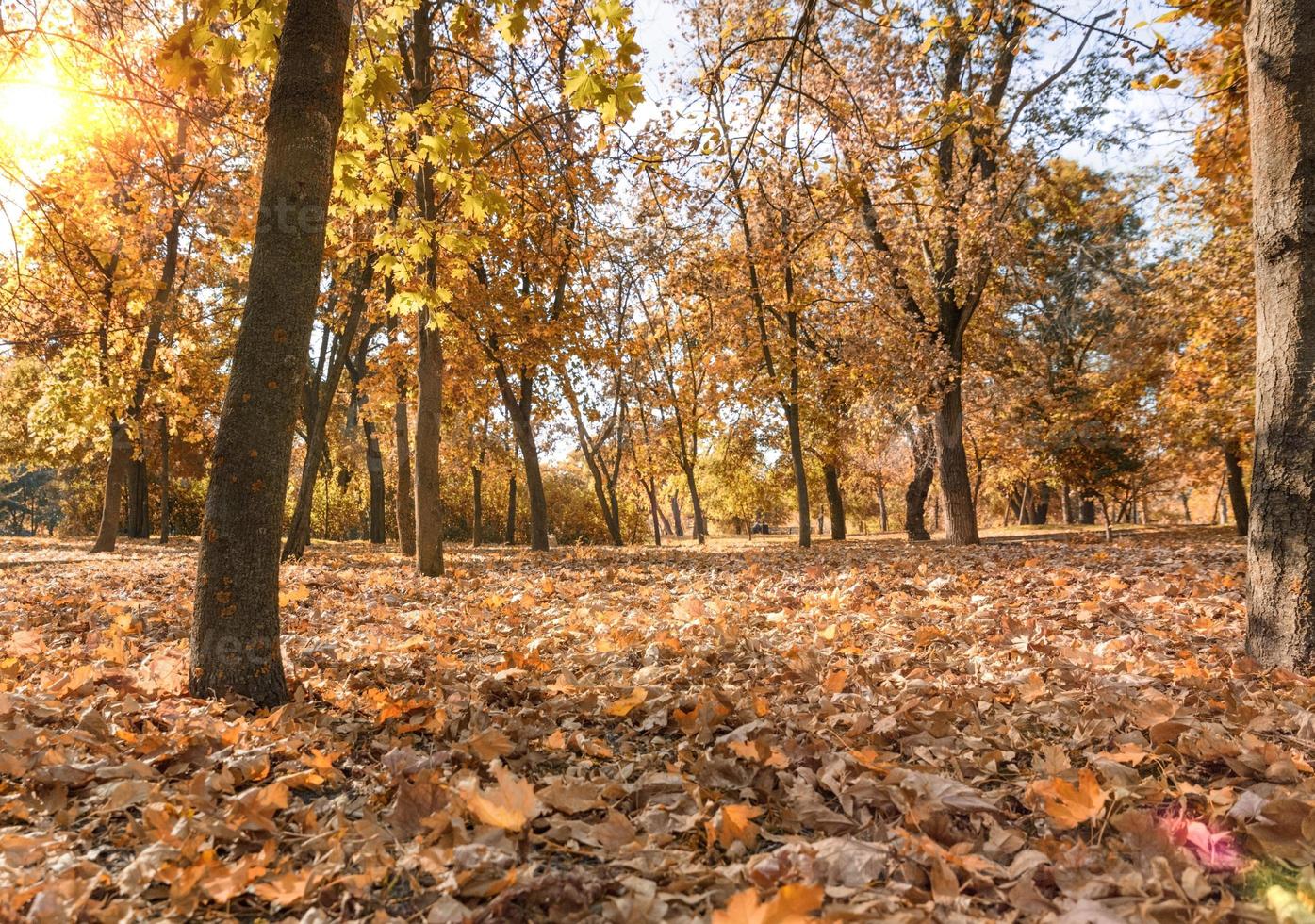 parc de la ville d'automne avec arbres et feuilles jaunes photo