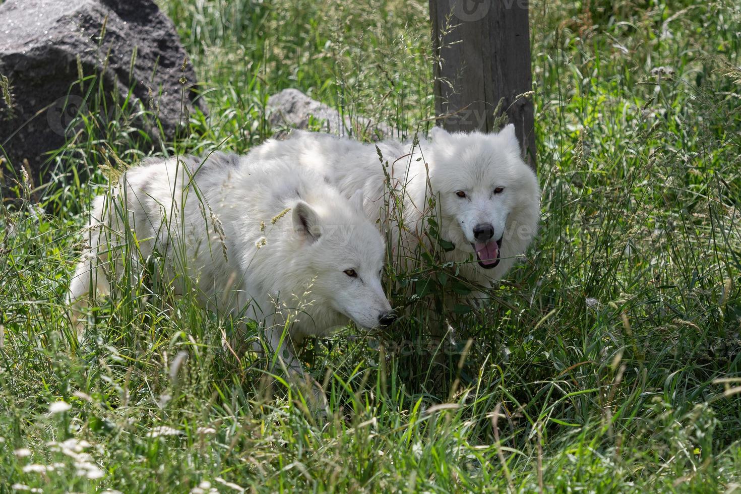 loups arctiques profitant du soleil du matin canis lupus arctos photo