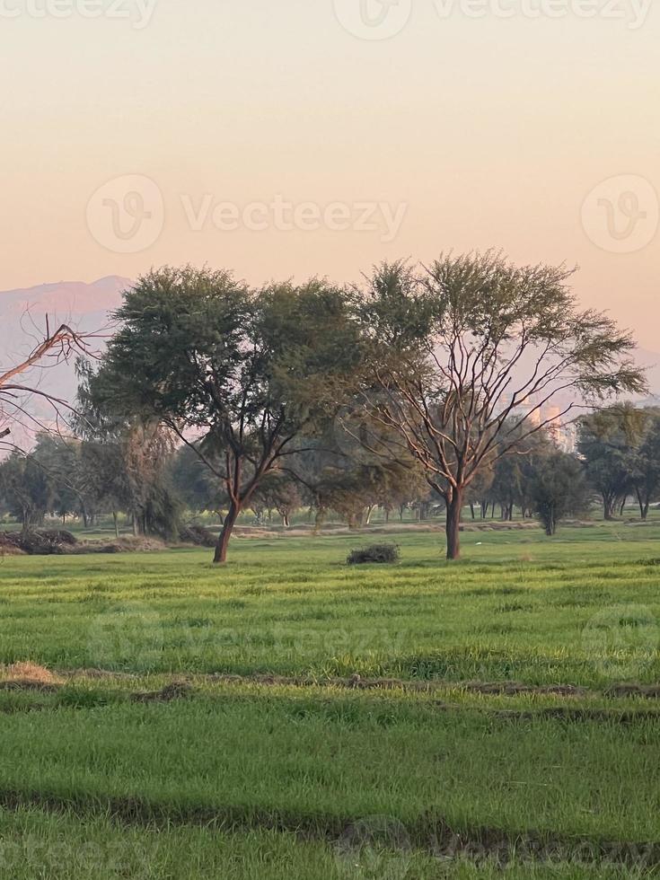 montagnes et arbres sur un terrain photo