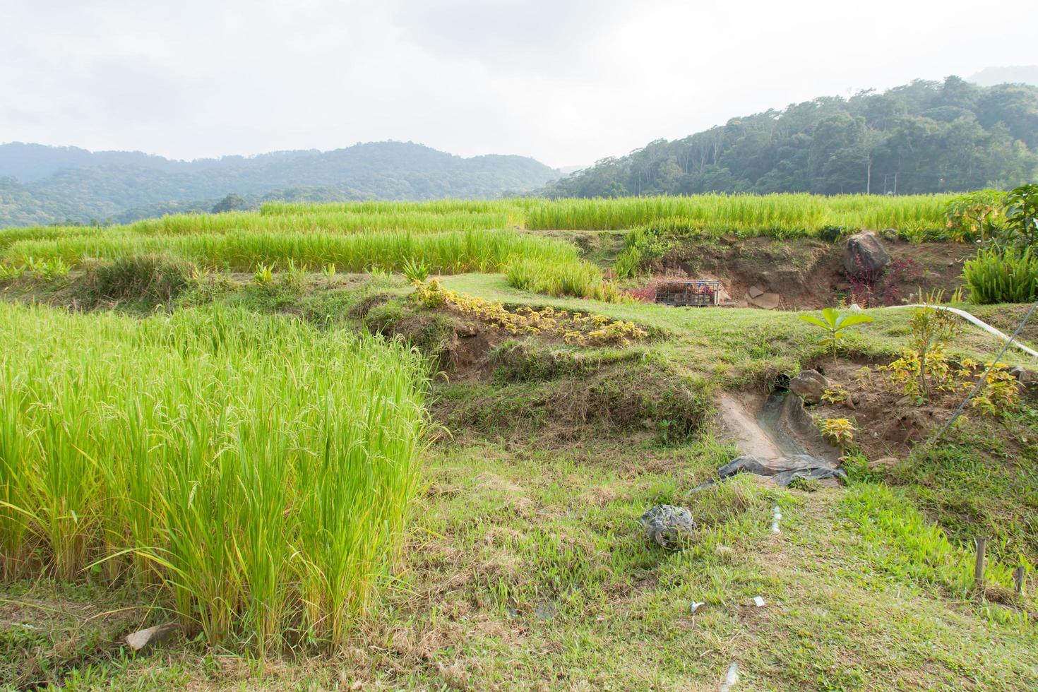 zone agricole en montagne photo