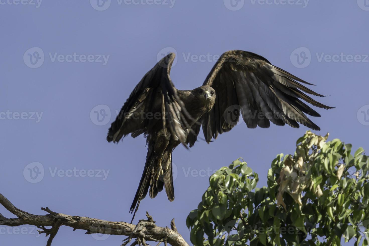 un cerf-volant noir vole d'un arbre dans le parc uhuru à nairobi, au kenya. photo