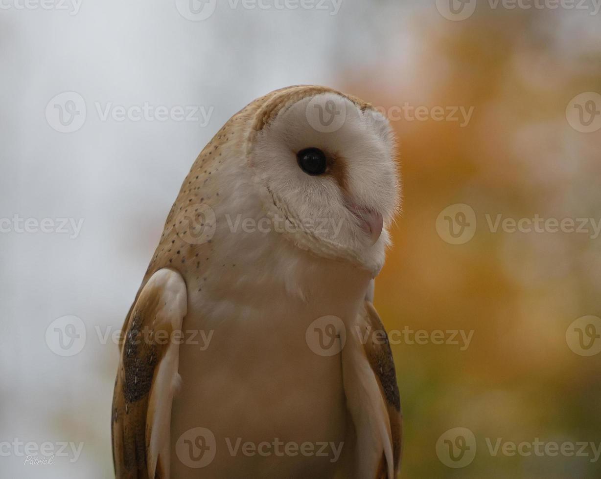 une chouette effraie perchée en ontario, canada. photo