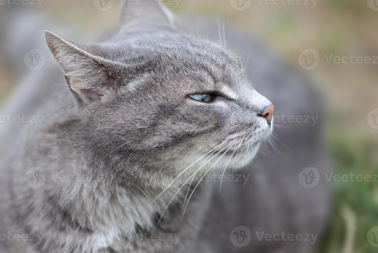 chaton gris jouant dehors photo