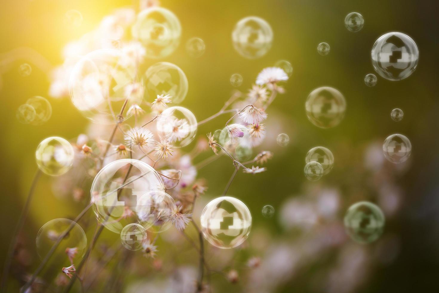 bulles dans le jardin photo