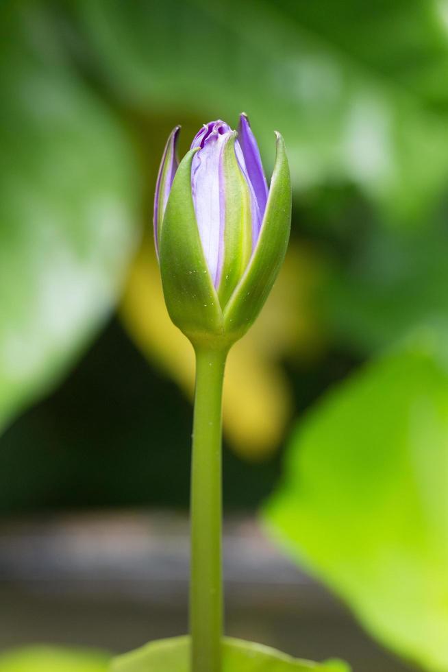 fleur de lotus bleu, gros plan photo