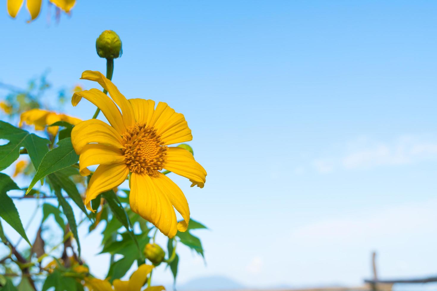 fleur jaune en thaïlande photo