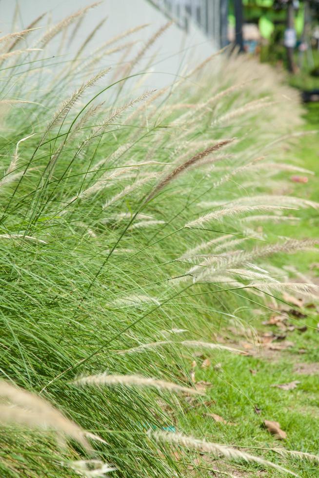 fleurs d'herbe photo