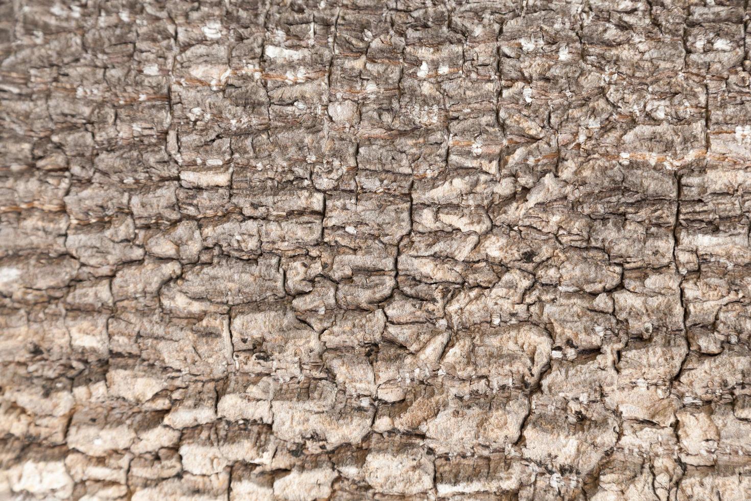 surface de l'écorce d'un arbre photo